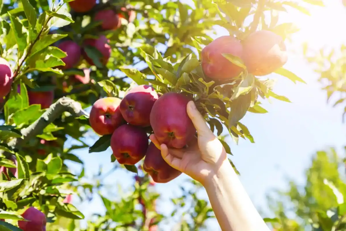excellents-endroits-pour-cueillir-des-pommes-a-long-island-2