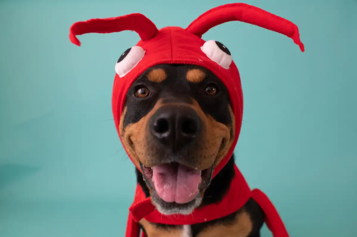 comment-creer-une-saison-dhalloween-securitaire-pour-vos-animaux-de